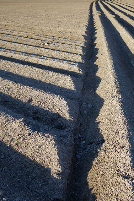 ... de sanguimpur. Macrosillon2.jpg