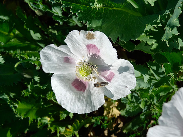 Fleur. PapaverSomniferum2.jpg