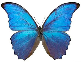 Heliophore-Morpho.jpg