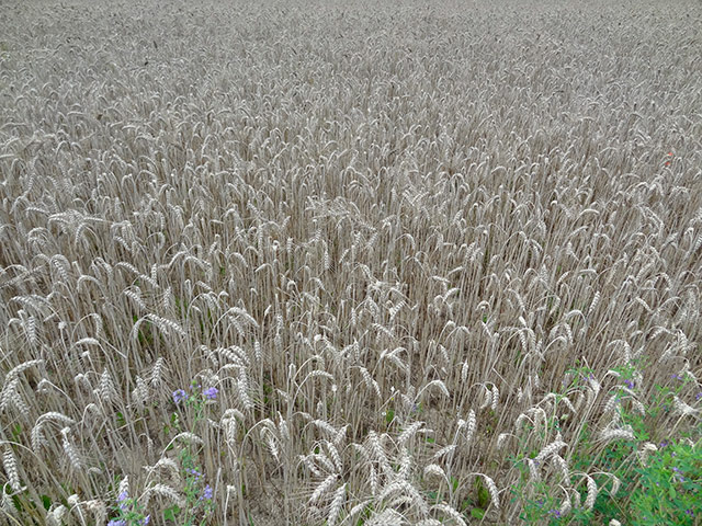 Couleur25.jpg